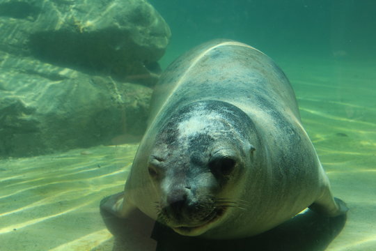 Seal at the zooo