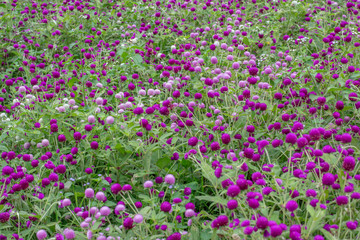 Amaranth purple background green,purple