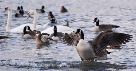 Fototapeta premium ente offene flügel