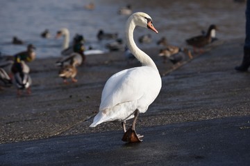 schwan gehen