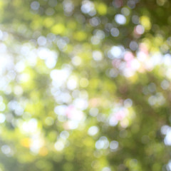 Blurred background, natural bokeh, texture