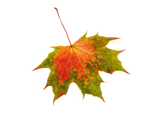Fall leaf maple over white