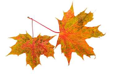 Maple fall leaf foliage on white