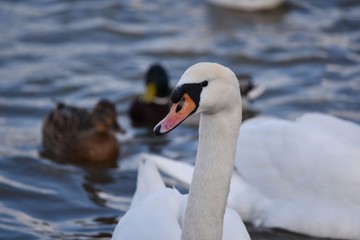 schwan kopf