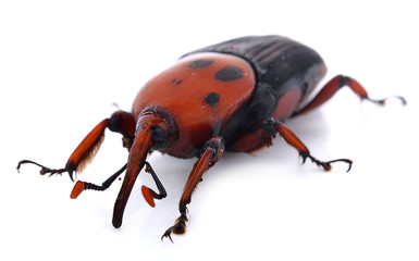 red palm weevil