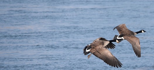 wildg&auml;nsen fliegen