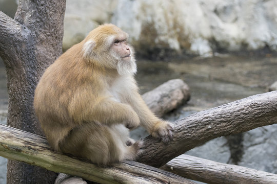 Image of a brown rhesus monkeys on nature background.