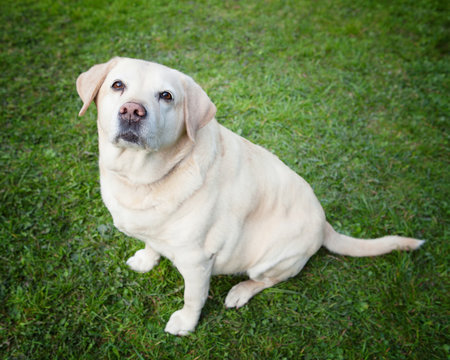  An obese golden labrador retriever looking at you