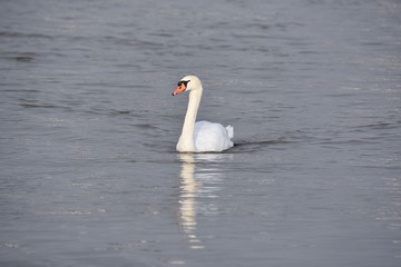 schwan alleine im wasser