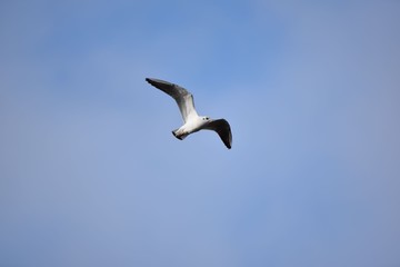 m&ouml;ve himmel fliegen