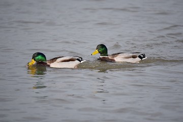 enten wasser schwimmen  