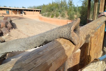 elefantenr&uuml;ssel