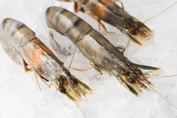 crevettes dans une assiette de glace