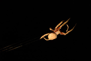 Large scary spider walking across web at night, with high-contrast lighting and black background