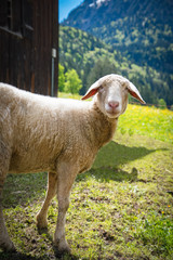 Fototapeta premium Neugieriges Schaf vor einer Hütte auf einer Bergweide