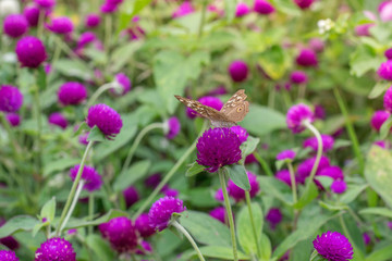 Amaranth purple background green,purple