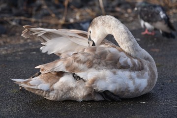 baby schwan am putzen