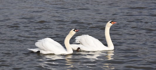 schwan schwan paar