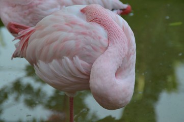 flamingo pink schlafen