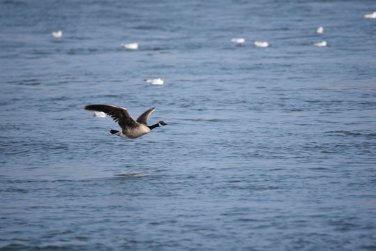 wildgans am fliegen