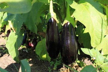 Eggplant on the plant in summer garden 8382