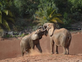 elefanten afrika zoo