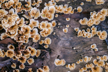 Wild mushroom on a tree.
