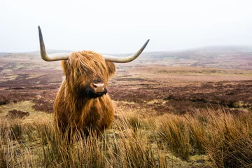 Fotobehang Schotse hooglandkoe in veld. Hooglanders. Schotland © supakit