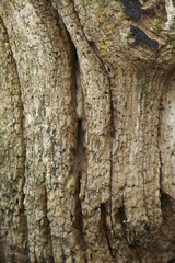 A whole page of gnarled old tree trunk background texture 