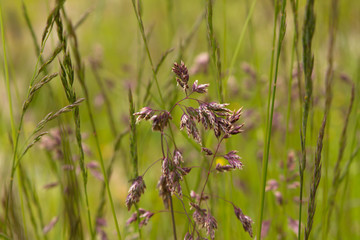 Alpine Grass