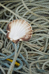 A whole page of fishing rope background texture with white scallop shell