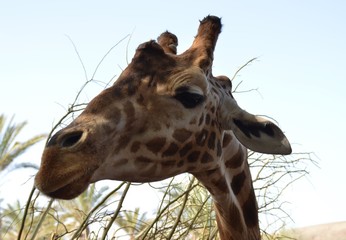 giraffe
