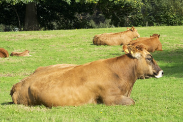 cows and calves grazing in A Coruna mountains, Galicia , Spain