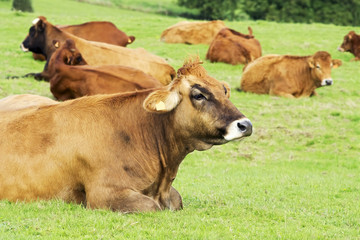 cows and calves grazing in A Coruna mountains, Galicia , Spain