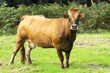 Naklejka na ściany i meble cows and calves grazing in A Coruna mountains, Galicia , Spain