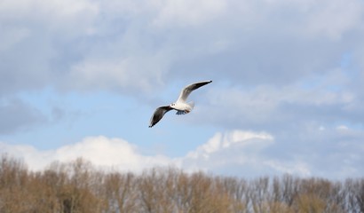 fliegen Vogel 