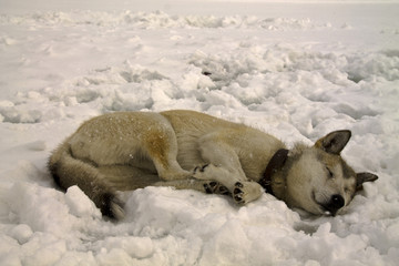  Snow dream