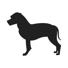 American staffordshire terrier