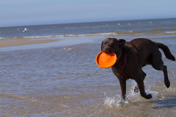 Dog In The Water / Labrador