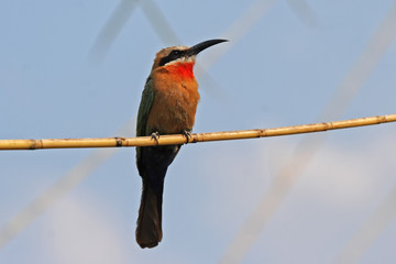 Weißstirnbienenfresser (Merops bullockoides) im Okavango Delta, Botswana