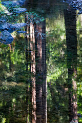 Fototapeta premium Küstenmammutbäume (Sequoia sempervirens)