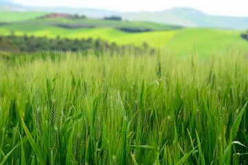 Green wheat field in Tuscany during spring