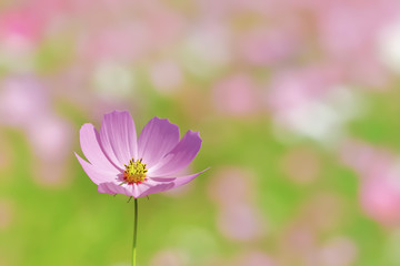 ピンク色と赤色のコスモスの花
