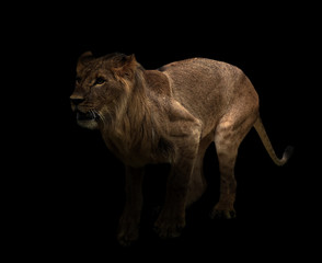 yong male lion in the dark