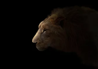 Crédence de cuisine en verre imprimé Lion yong male lion in the dark