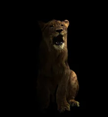 Poster de jardin Lion yong male lion in the dark