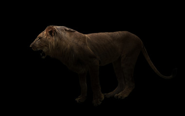 Fototapeta na wymiar yong male lion in the dark