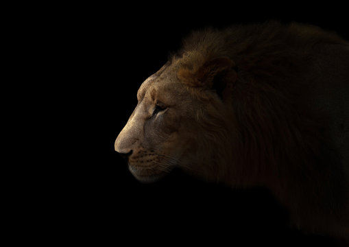 yong male lion in the dark