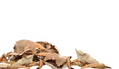 tas de feuilles mortes isolées sur fond blanc 