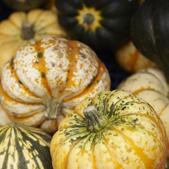 A whole page full of assorted color pumpkins 